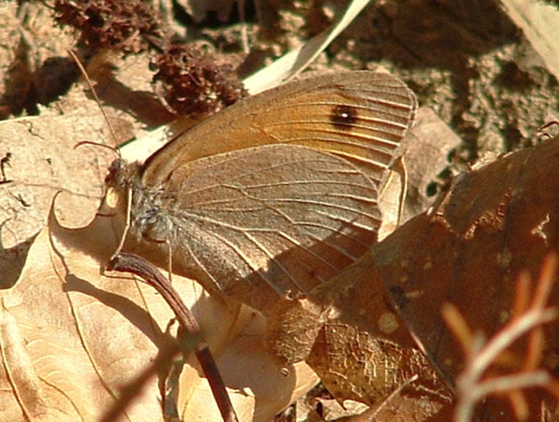 Hyponephele lupina