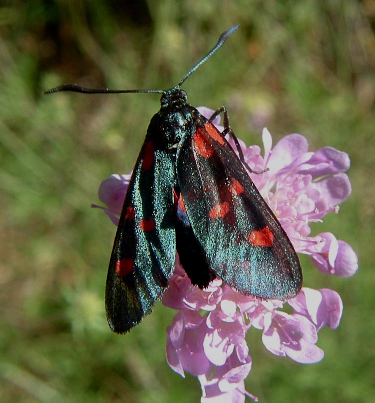 Zygaena lonicerae