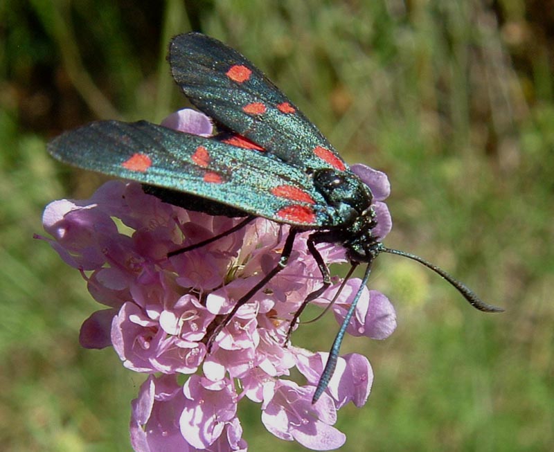 Zygaena lonicerae