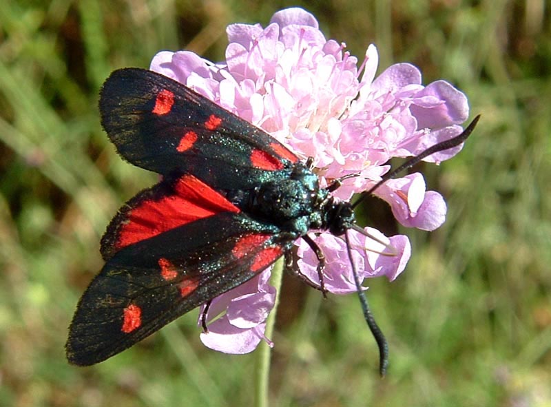 Zygaena lonicerae