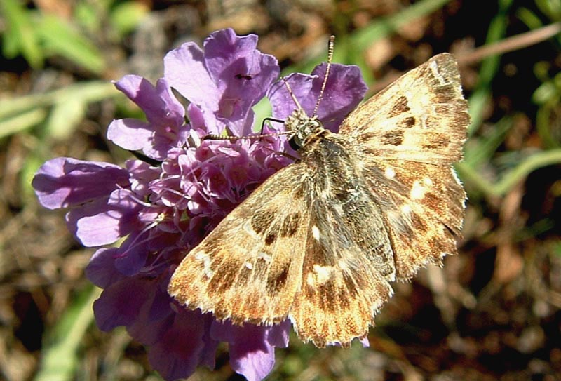 Carcharodus lavatherae