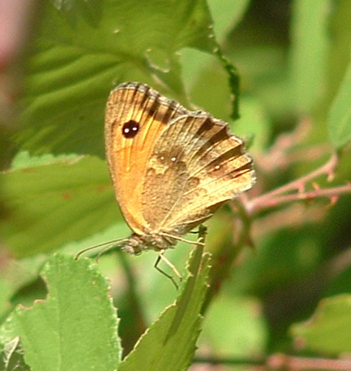 Pyronia tithonus