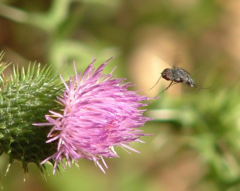 Anthomya sp. ?