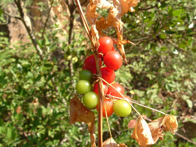 Dioscorea (=Tamus) communis / tamaro