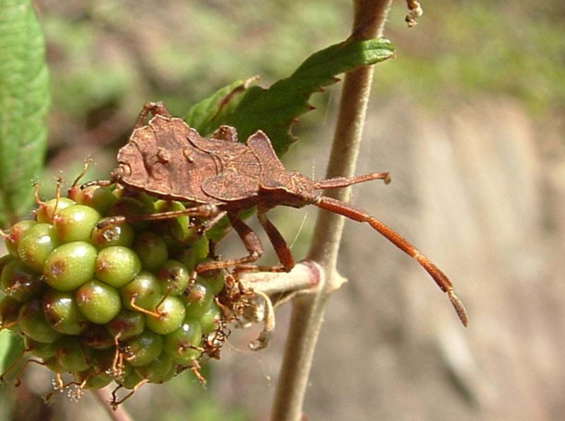 Coreus marginatus