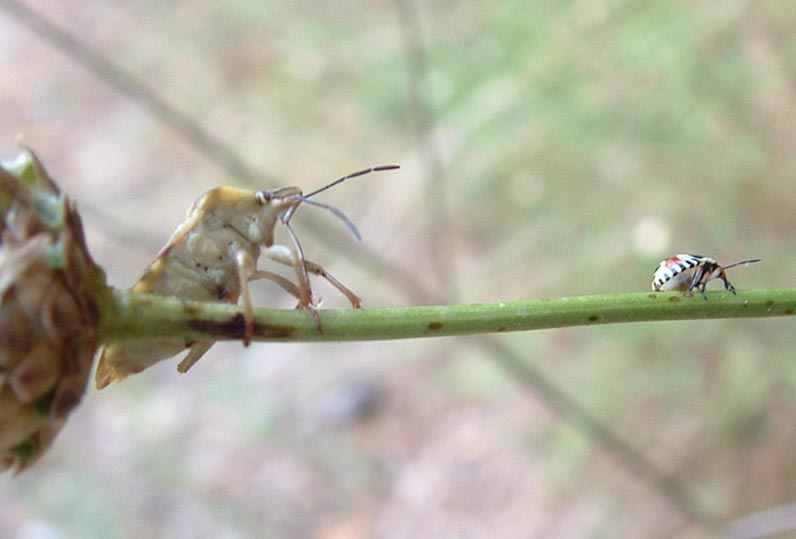 Carpocoris fuscispinus (?) e eterottero baby