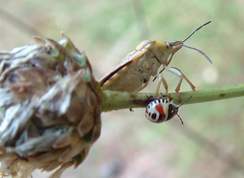 Carpocoris fuscispinus (?) e eterottero baby