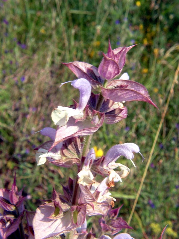Salvia sclarea / Salvia moscatella
