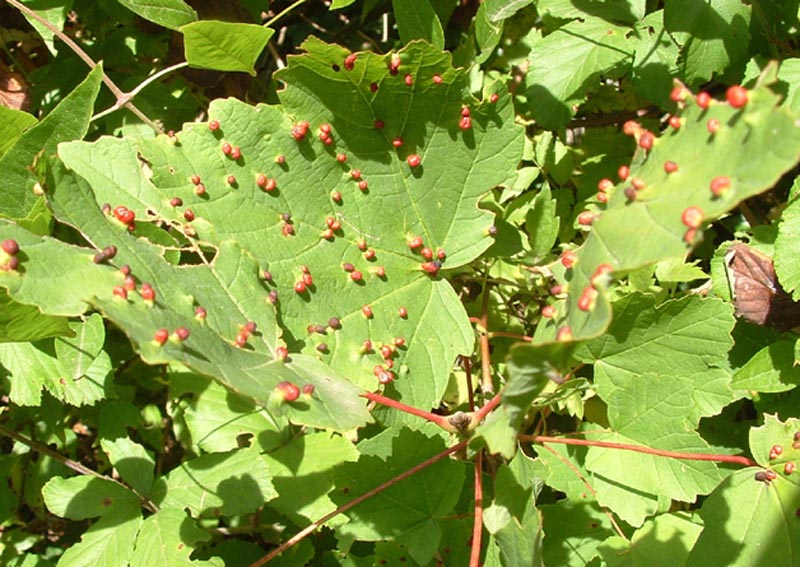 Galle: Diplolepis rosae e Colomerus (Eriophyes) vitis ?