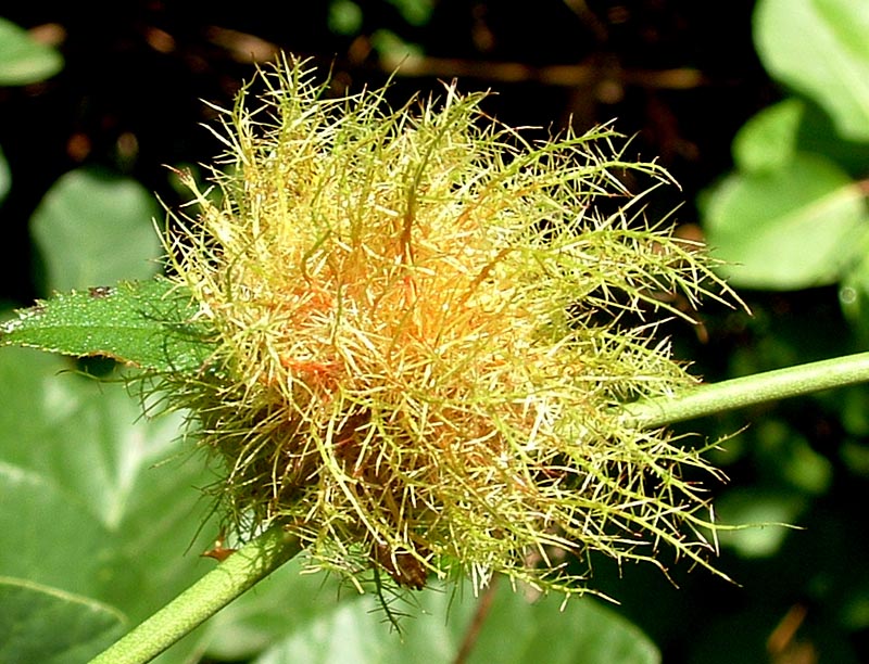 Galle: Diplolepis rosae e Colomerus (Eriophyes) vitis ?