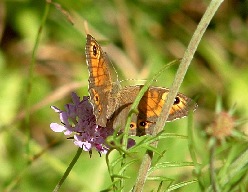 Lasiommata maera