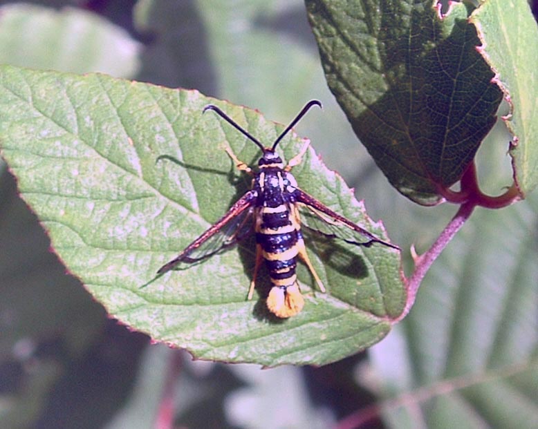 Synanthedon vespiformis