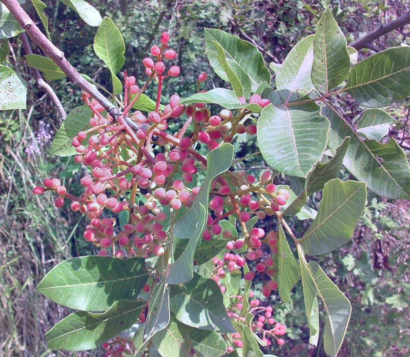 Pistacia terebinthus
