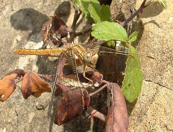 Orthetrum brunneum