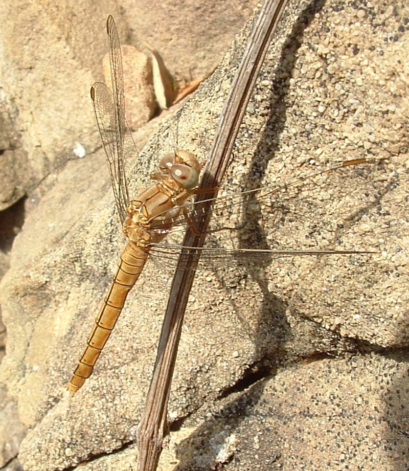 Orthetrum brunneum