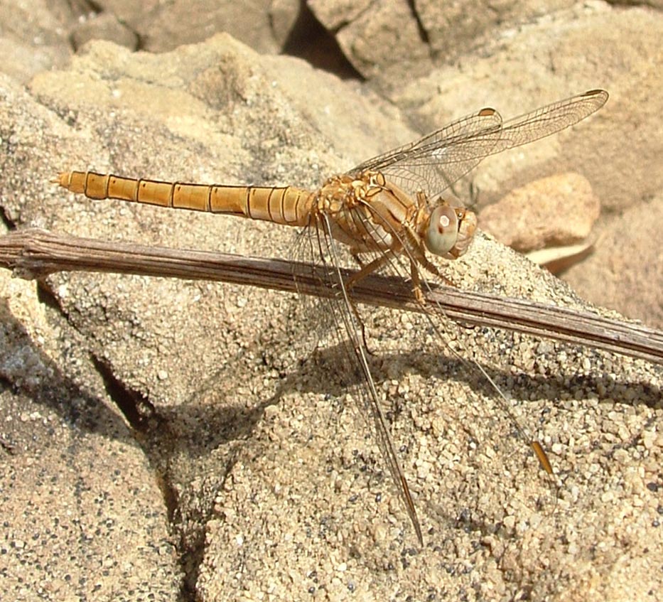 Orthetrum brunneum