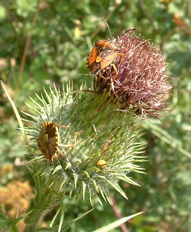 Codophila varia