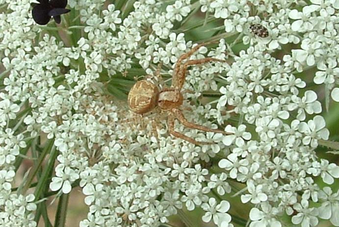 Xysticus audax?