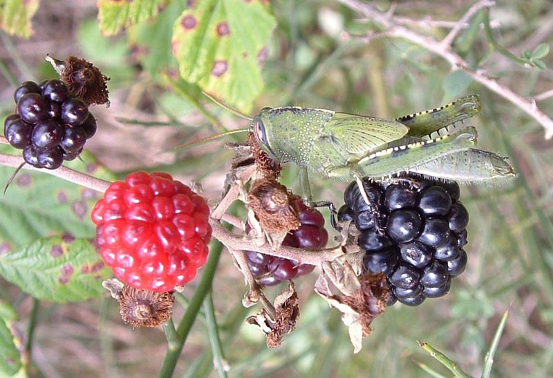 Phaneroptera falcata e Anacridium aegyptium?