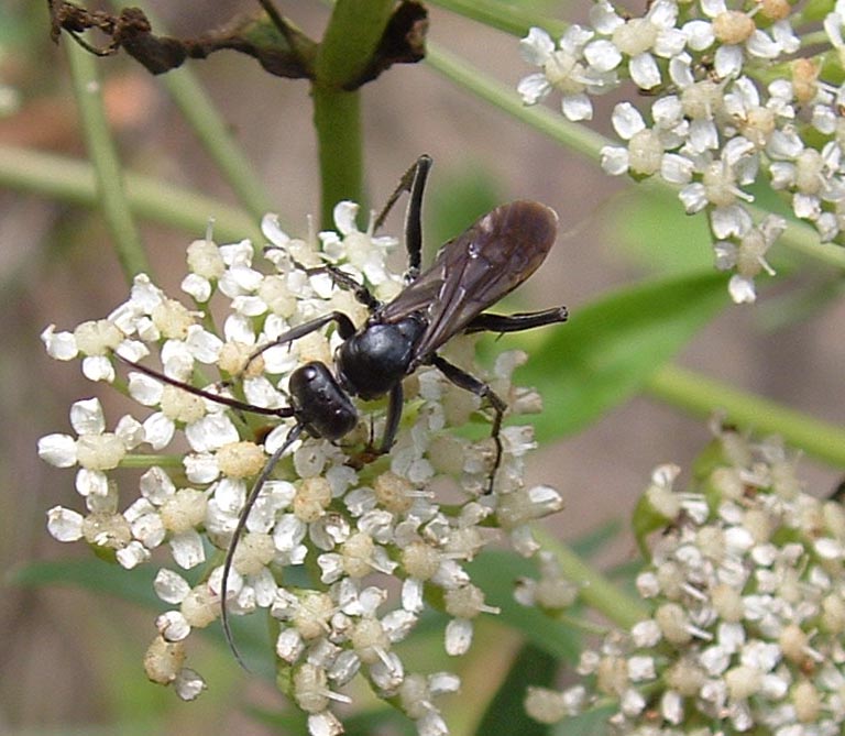 Un dittero (no, un imenottero):  Pompilidae