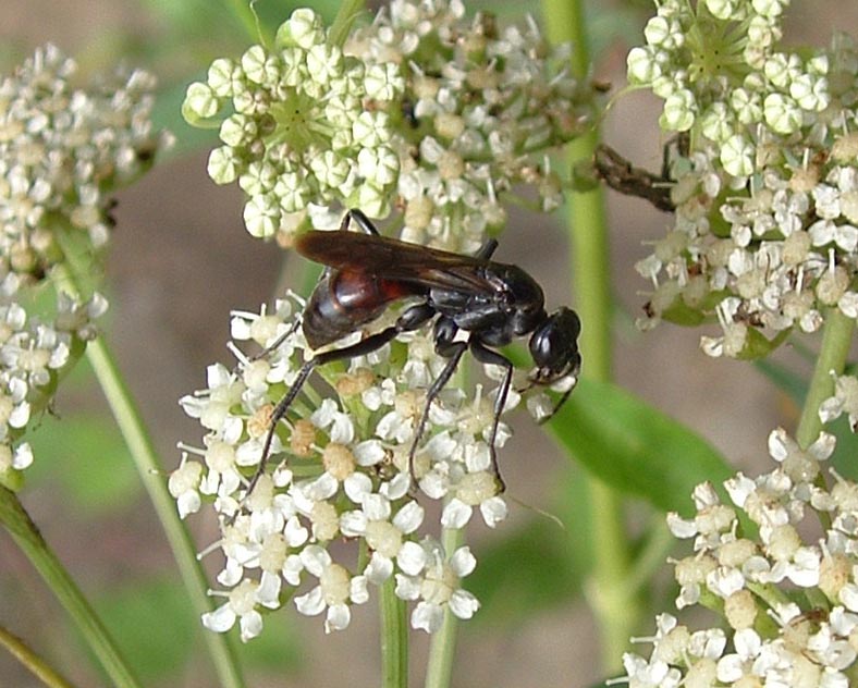 Un dittero (no, un imenottero):  Pompilidae