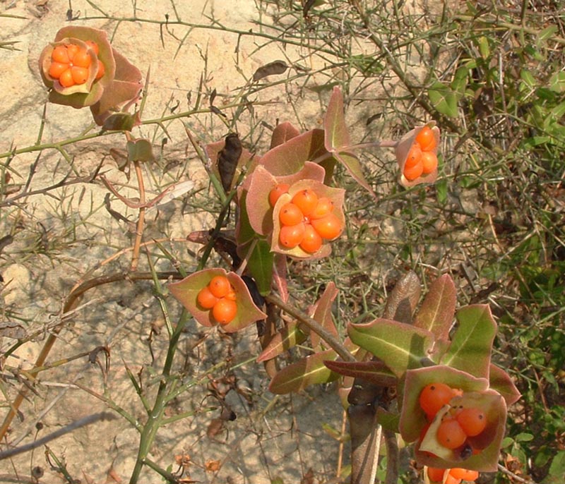 Lonicera implexa / Caprifoglio mediterraneo