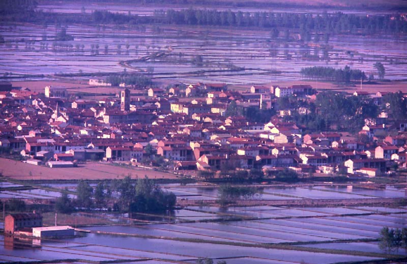 Le risaie