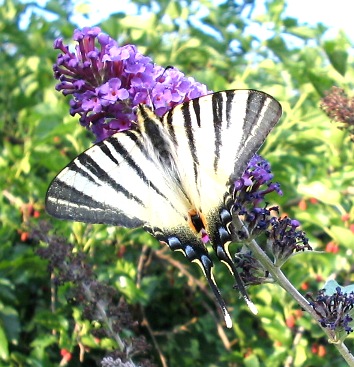 Iphiclides podalirius