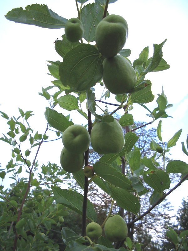 Ziziphus jujuba / Giuggiolo comune