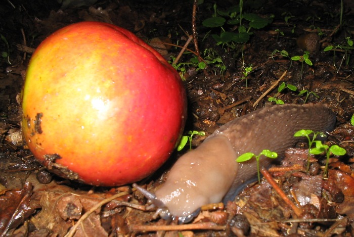 Limax aldrovandi Moquin-Tandon 1855 da Monteveglio (BO)