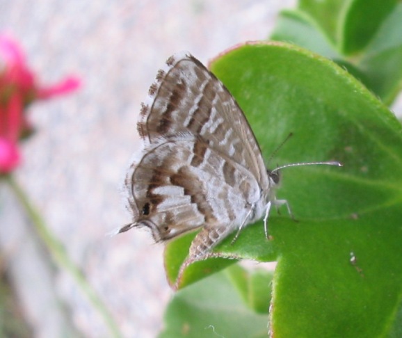 Cacyreus marshalli in trasferta e Aricia eumedon