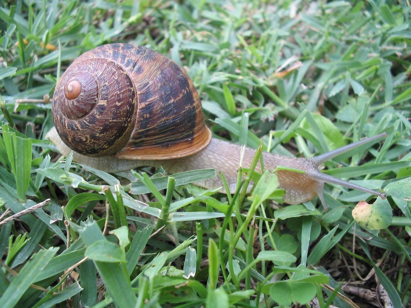 Cornu aspersum (Linnaeus,1758)