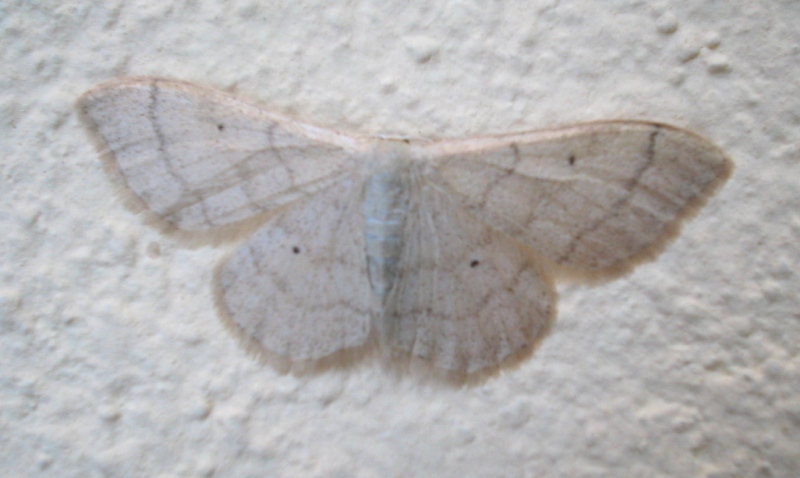 Idaea sp.