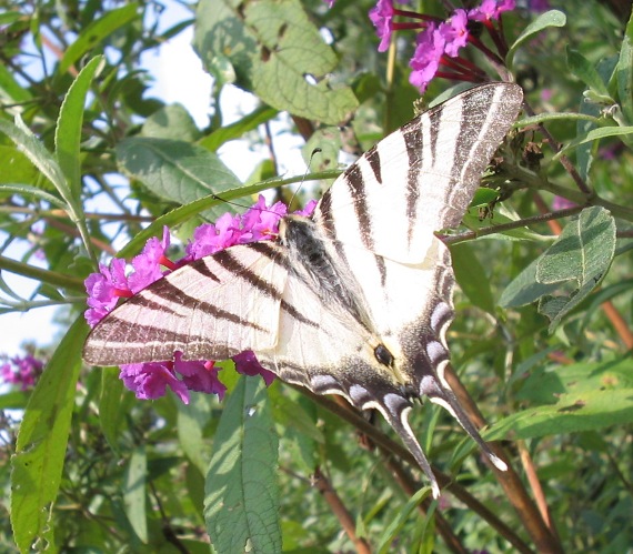 Iphiclides podalirius