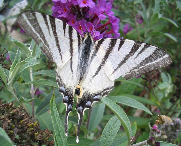 Iphiclides podalirius