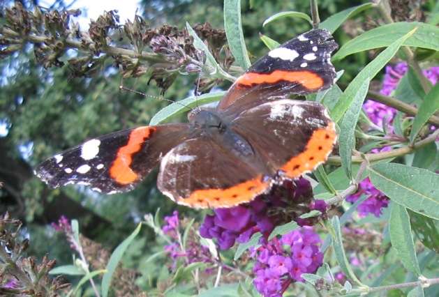 Vanessa atalanta