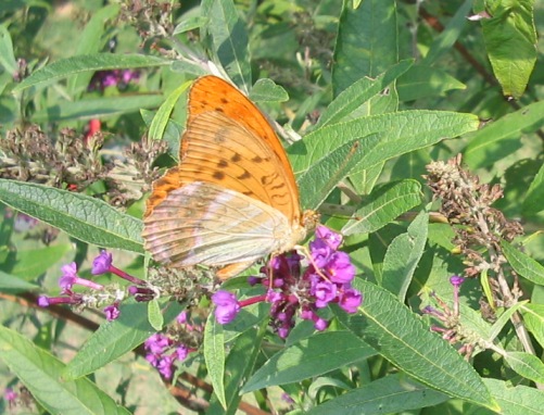 Argynnis paphia