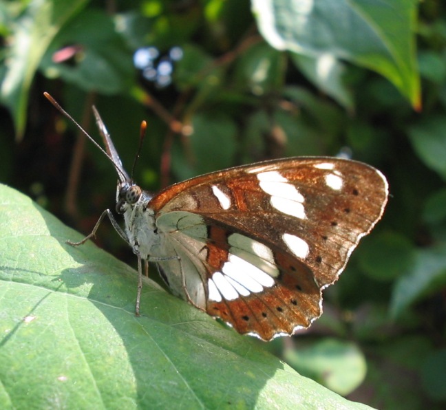 Limenitis reducta