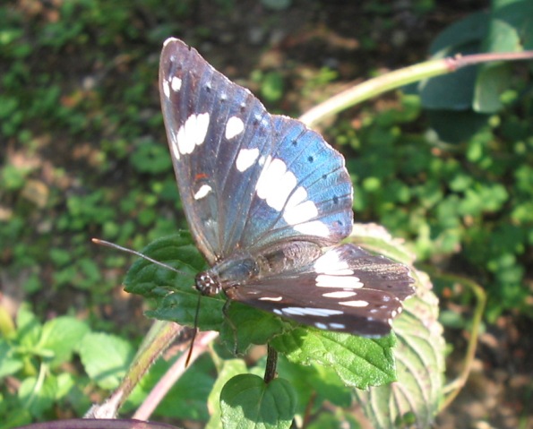 Limenitis reducta