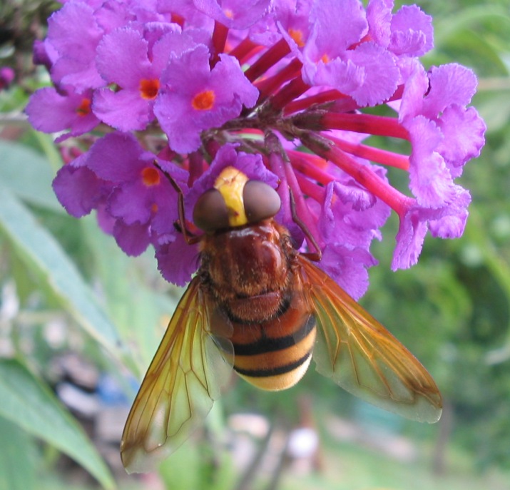 Ancora sulla buddleia: Volucella zonaria