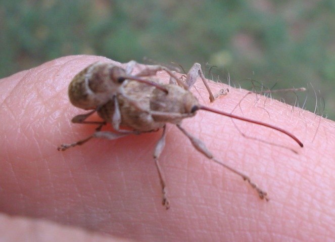 Elefantini sul fico: Curculio elephas