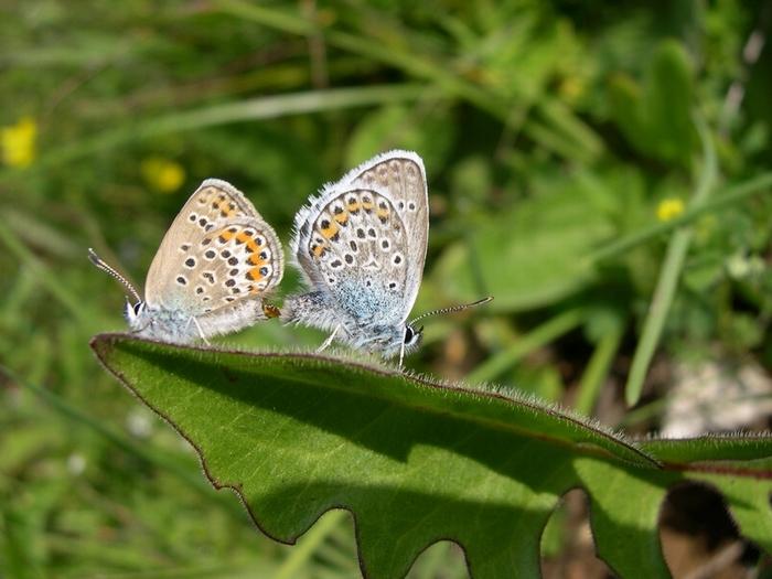 Plebejus argus: passo Vezzena