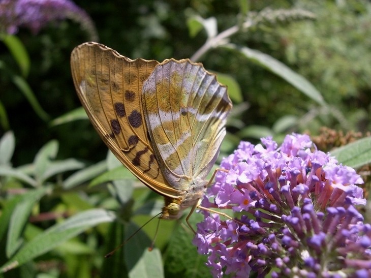 Argynnis paphia