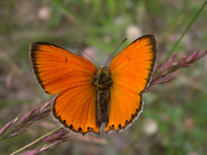 Lycaena virgaureae