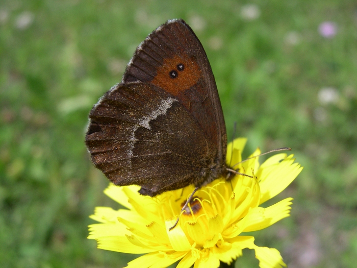 Erebia ligea