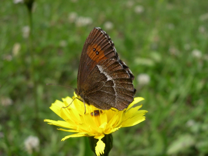 Erebia ligea