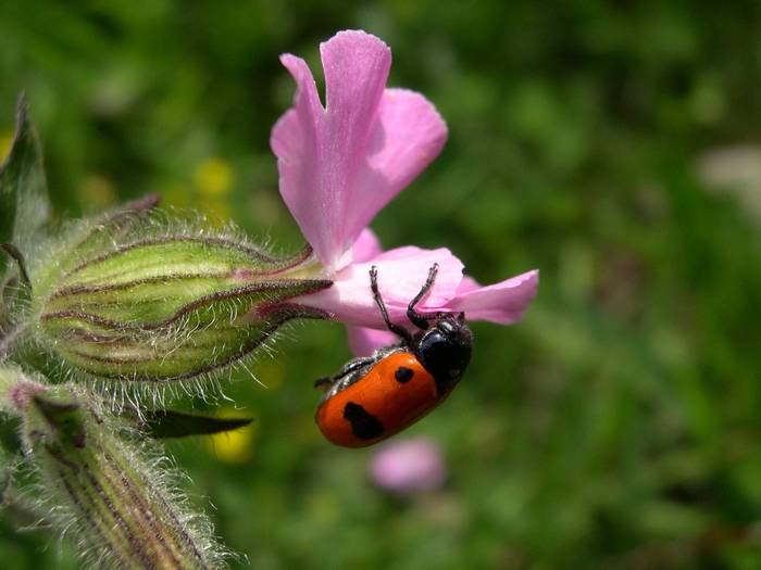 Clytra laeviuscula