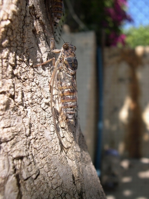 Cicada orni: cicala a Creta