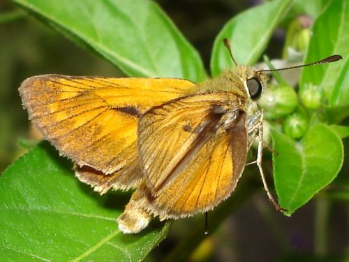 Ochlodes sylvanus