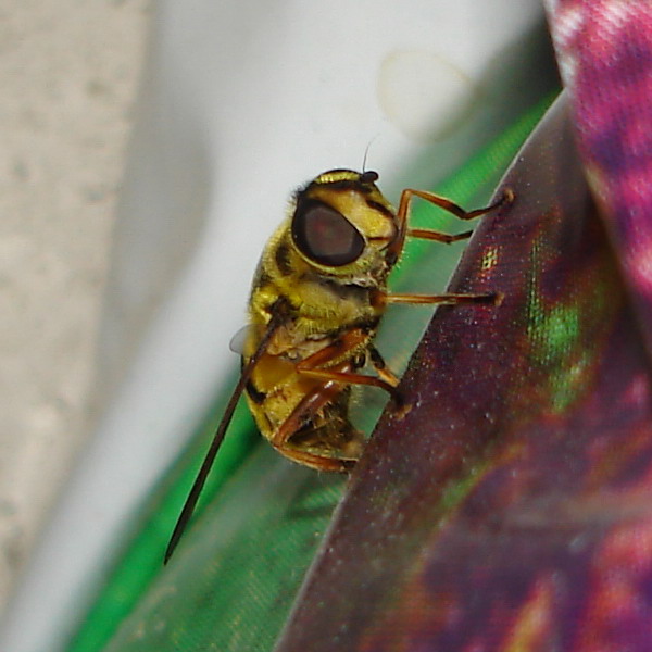 APE BATMAN! (Myathropa florea)